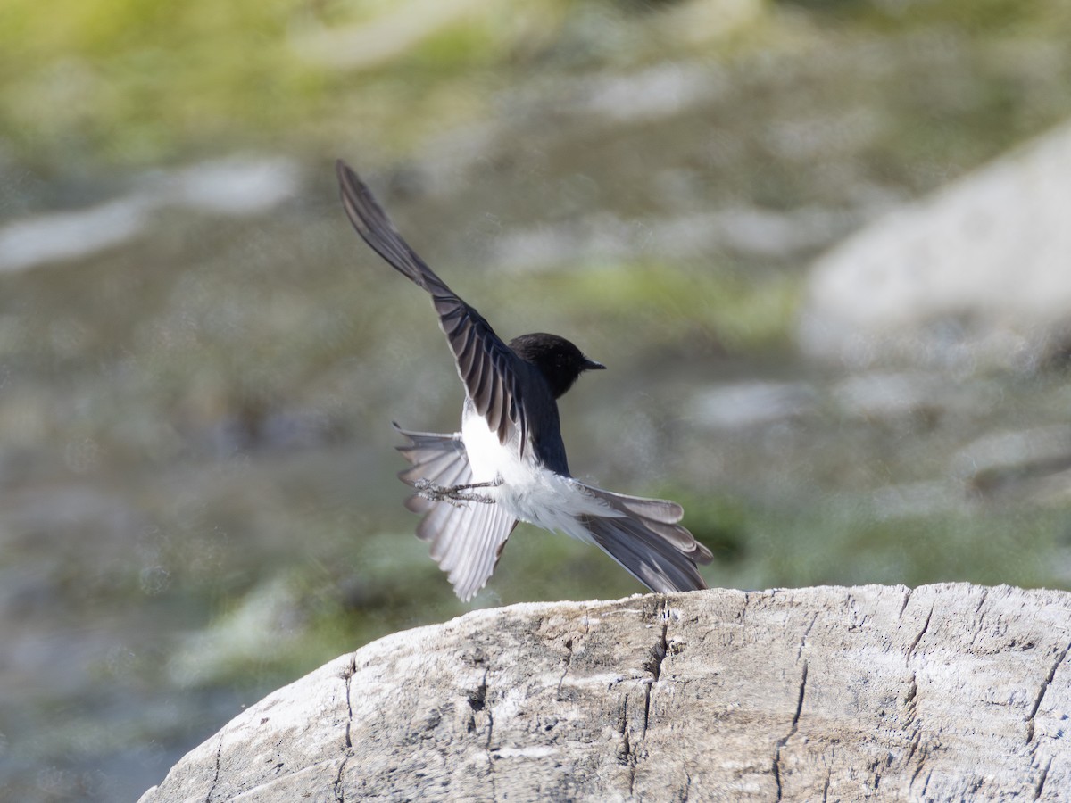 Black Phoebe - ML642420970