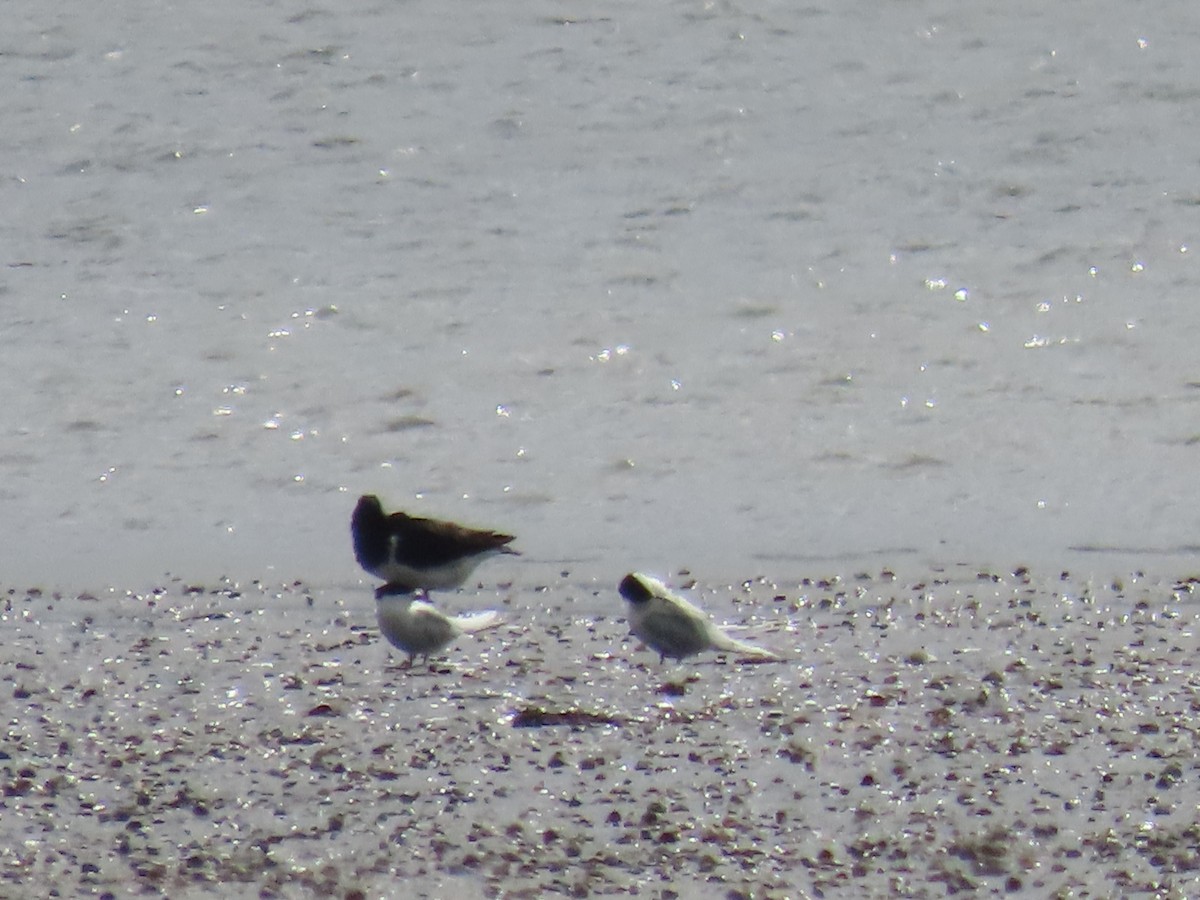 White-fronted Tern - ML642420993