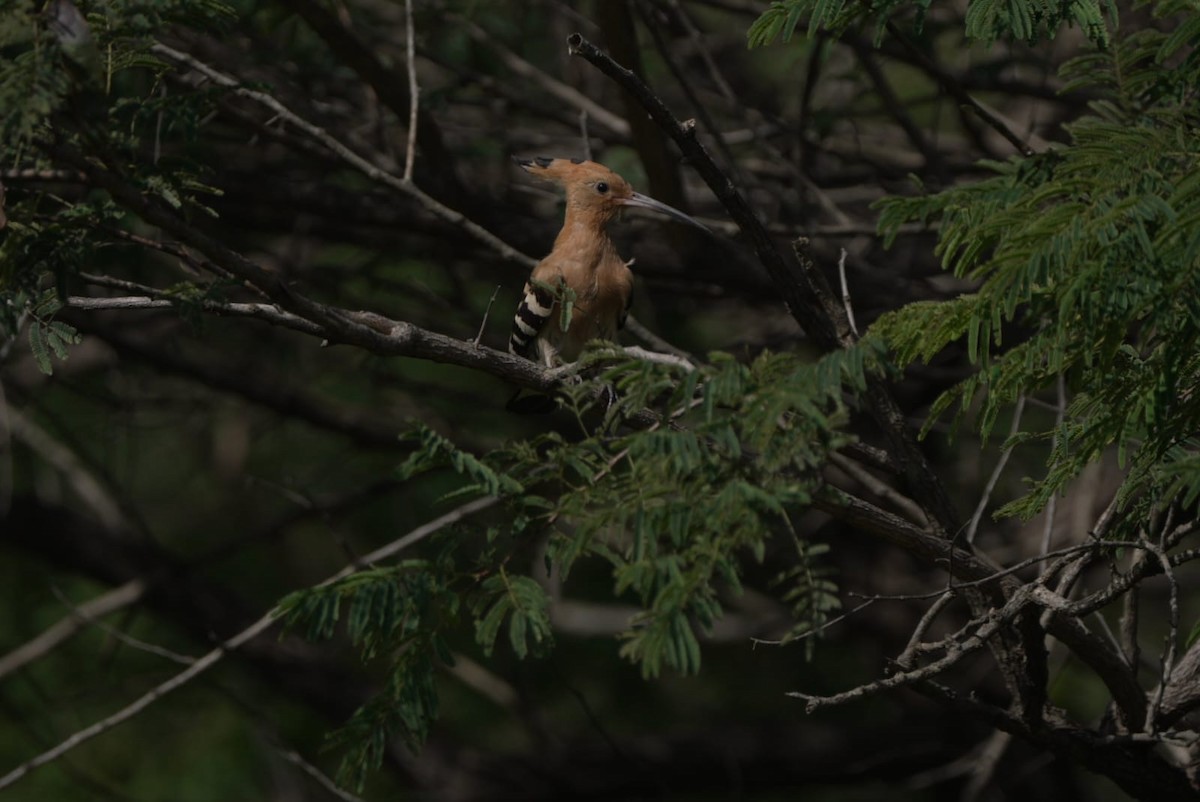 Eurasian Hoopoe - ML642421002