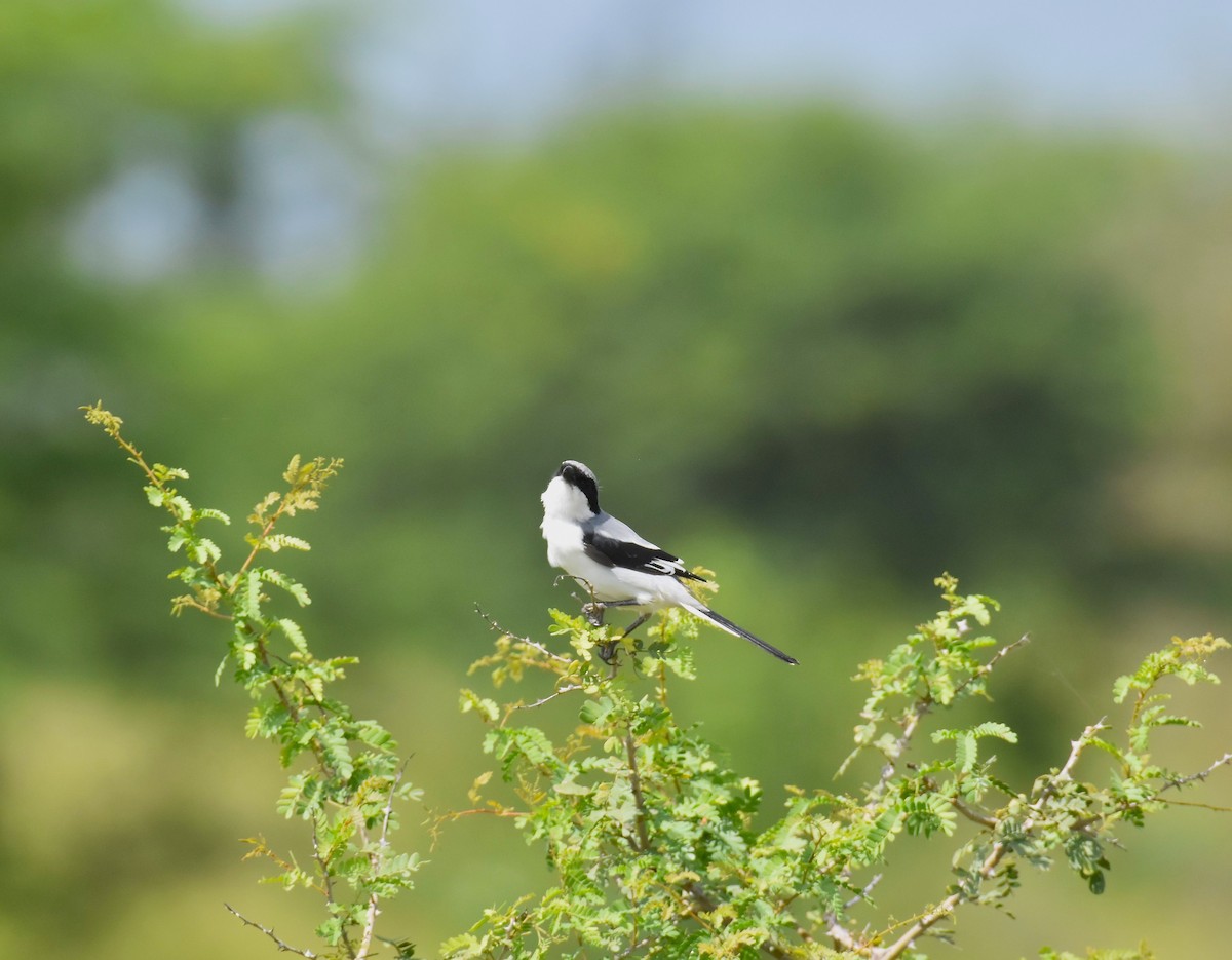 Great Gray Shrike - ML642421003