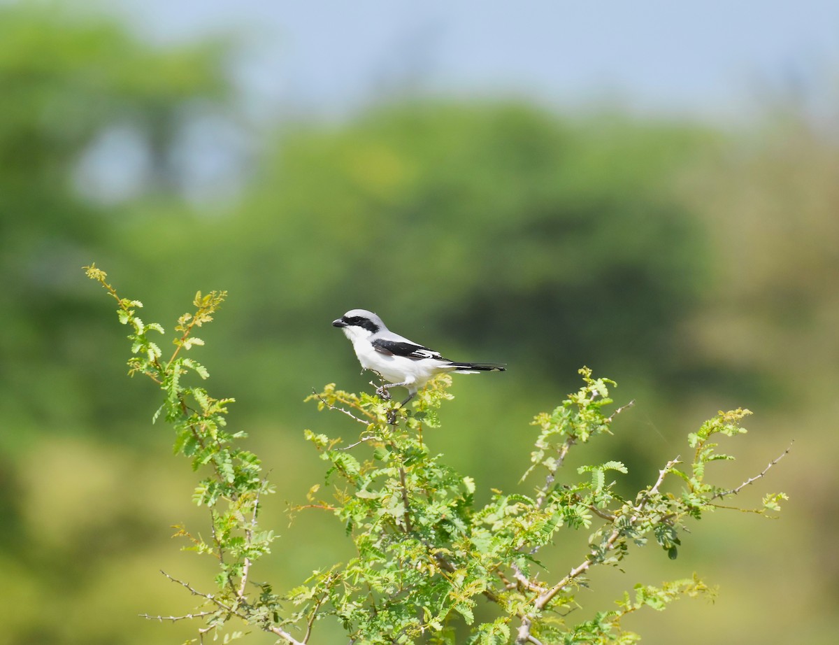 Great Gray Shrike - ML642421004