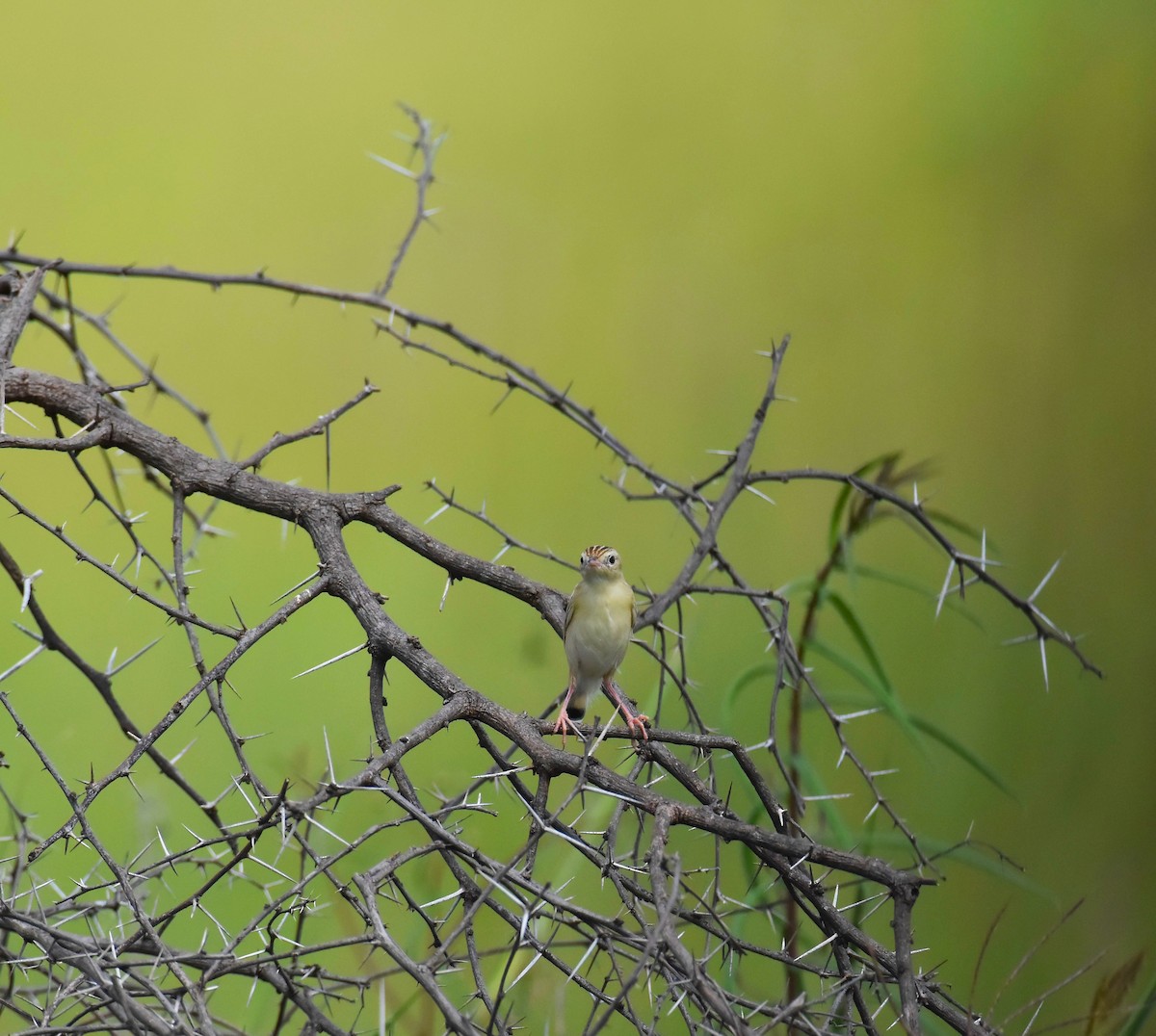 Zitting Cisticola - ML642421015