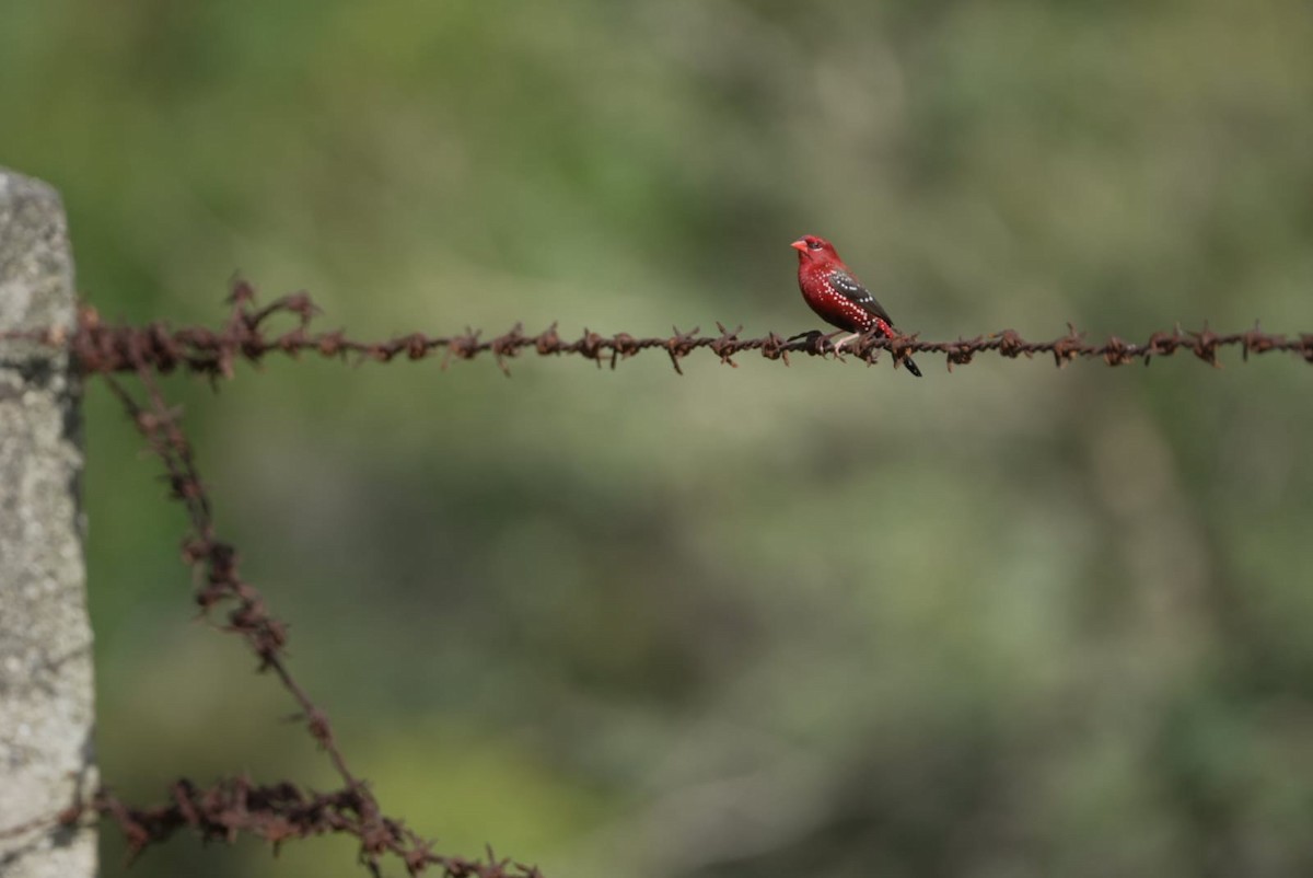 Red Avadavat - ML642421018