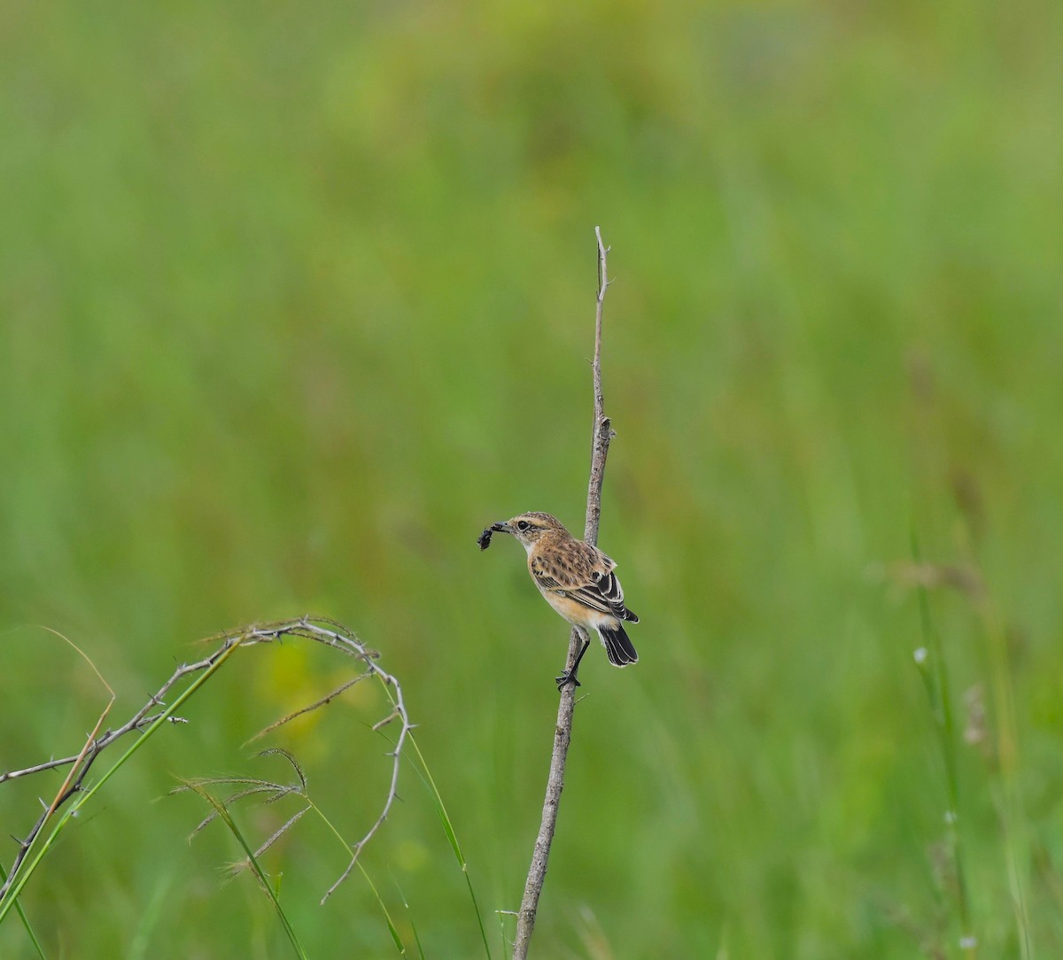 Siberian Stonechat - ML642421019