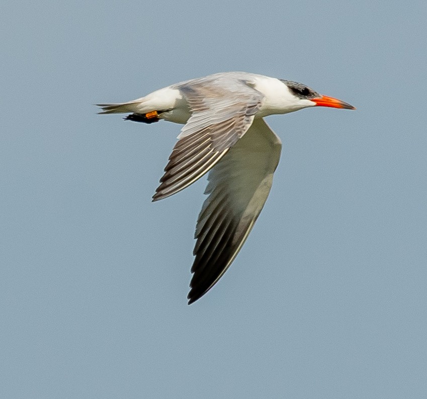 Caspian Tern - ML642421024