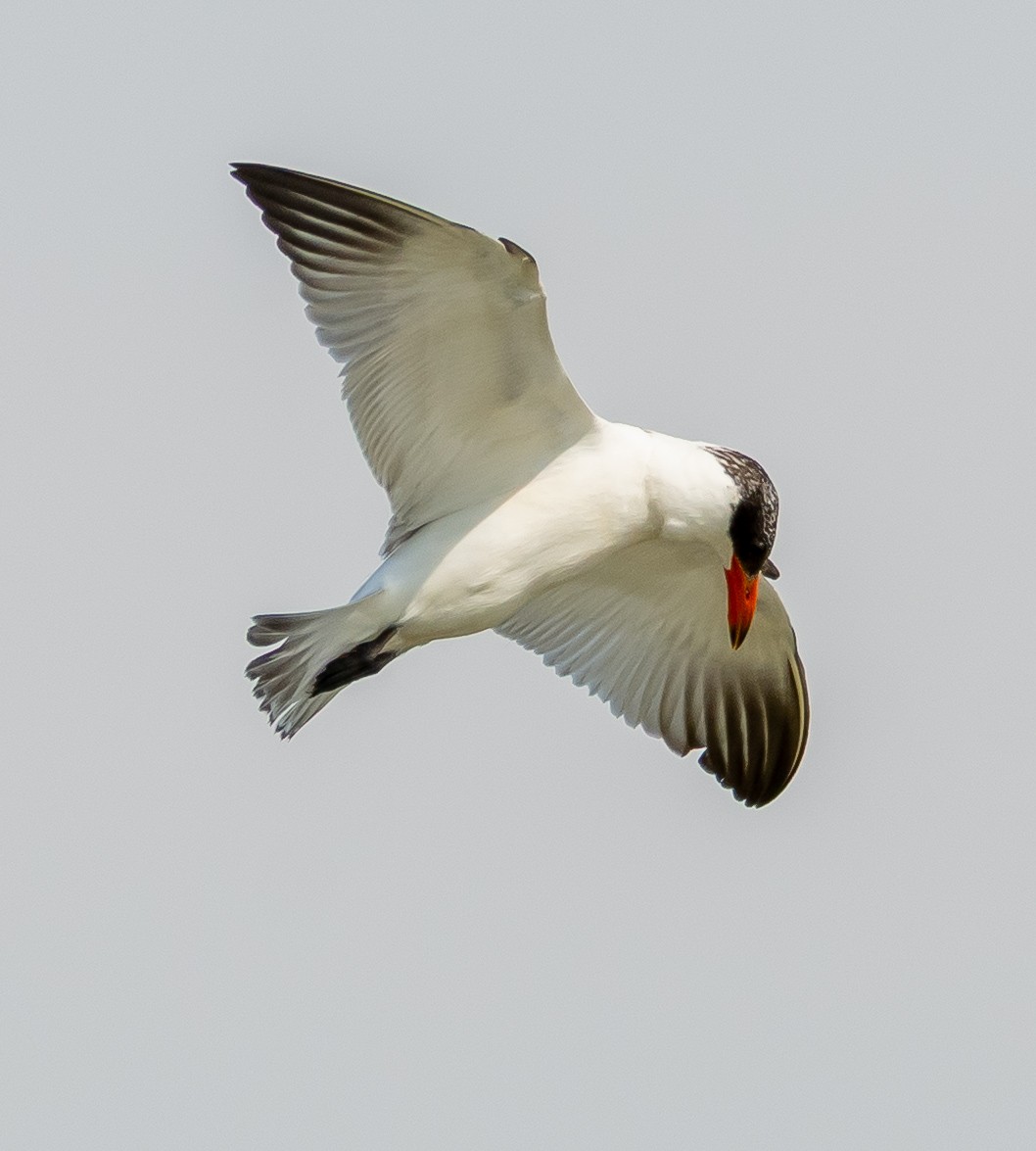 Caspian Tern - ML642421025