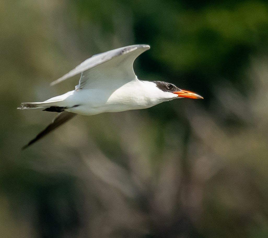 Caspian Tern - ML642421026