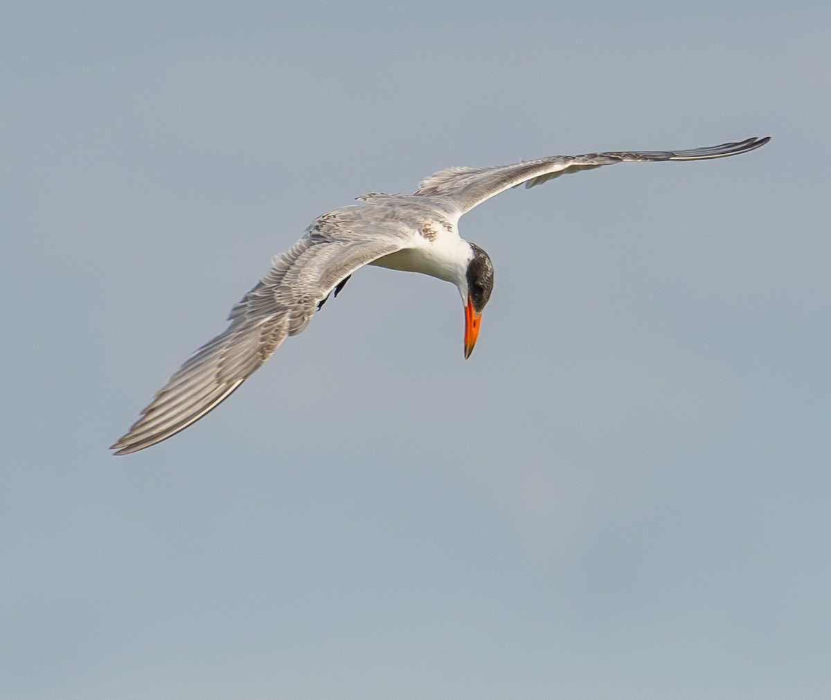Caspian Tern - ML642421027