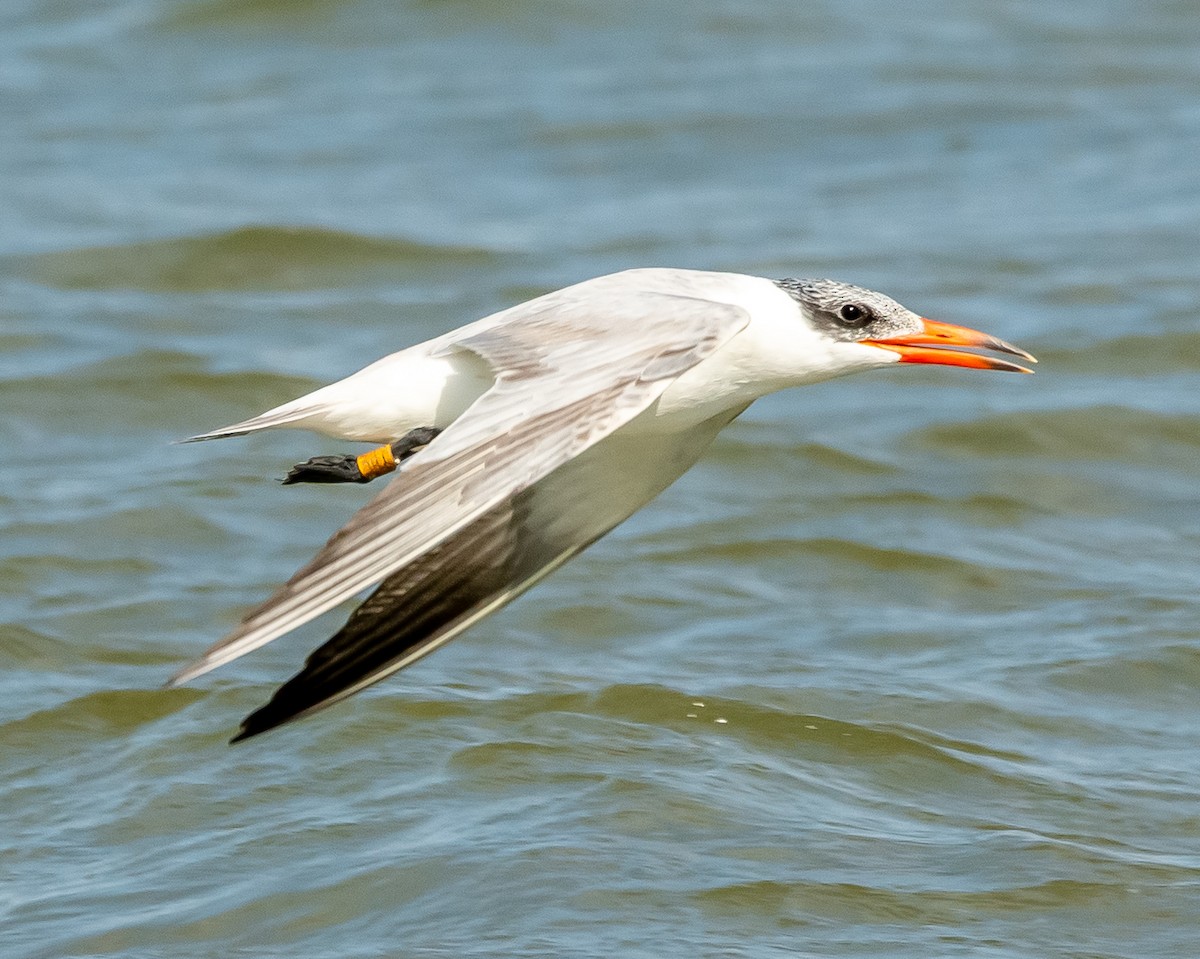 Caspian Tern - ML642421030