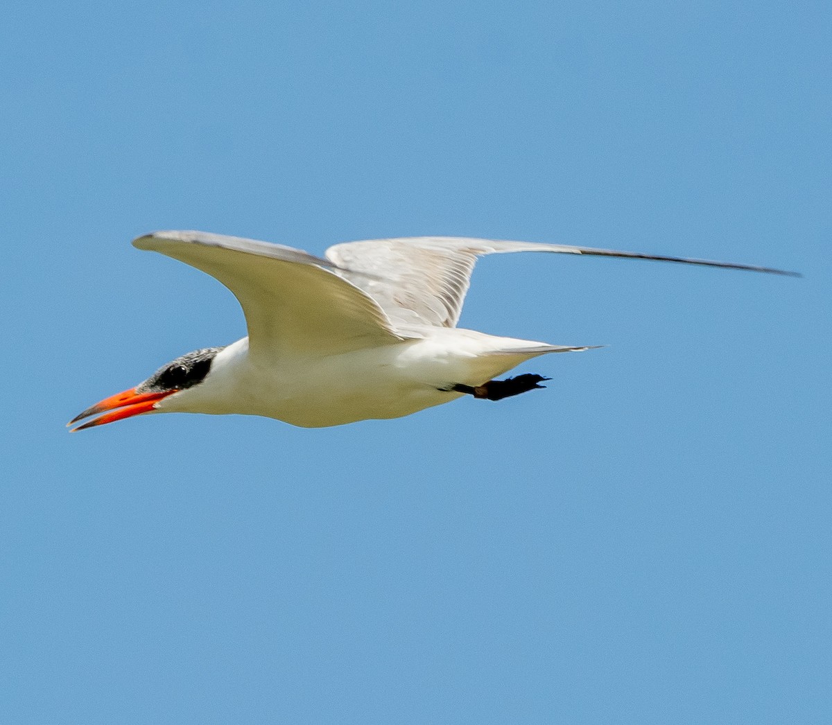 Caspian Tern - ML642421031