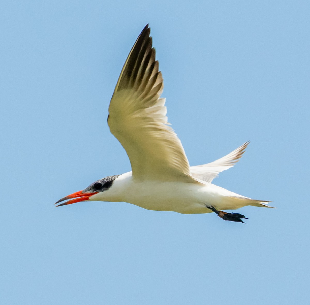Caspian Tern - ML642421032