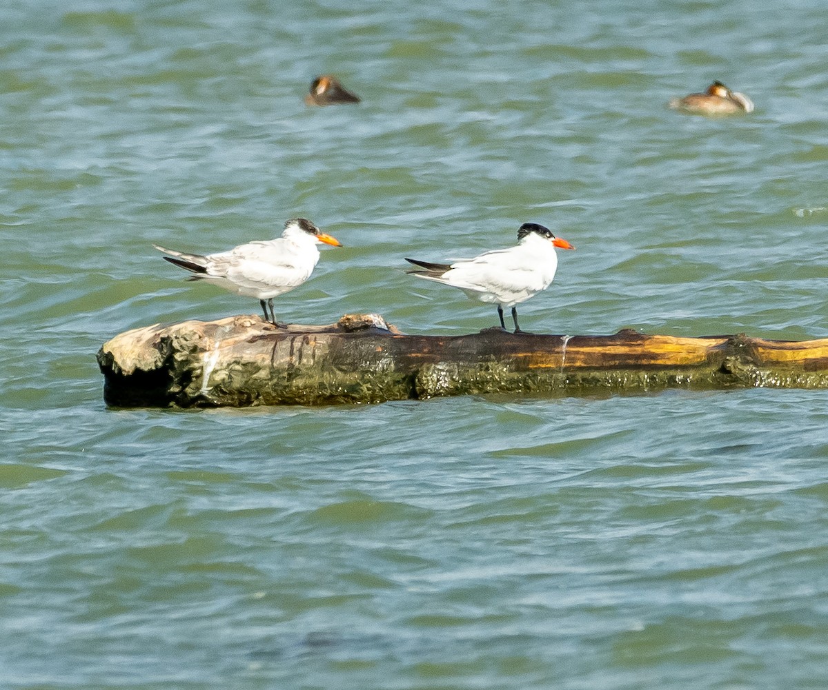 Caspian Tern - ML642421033