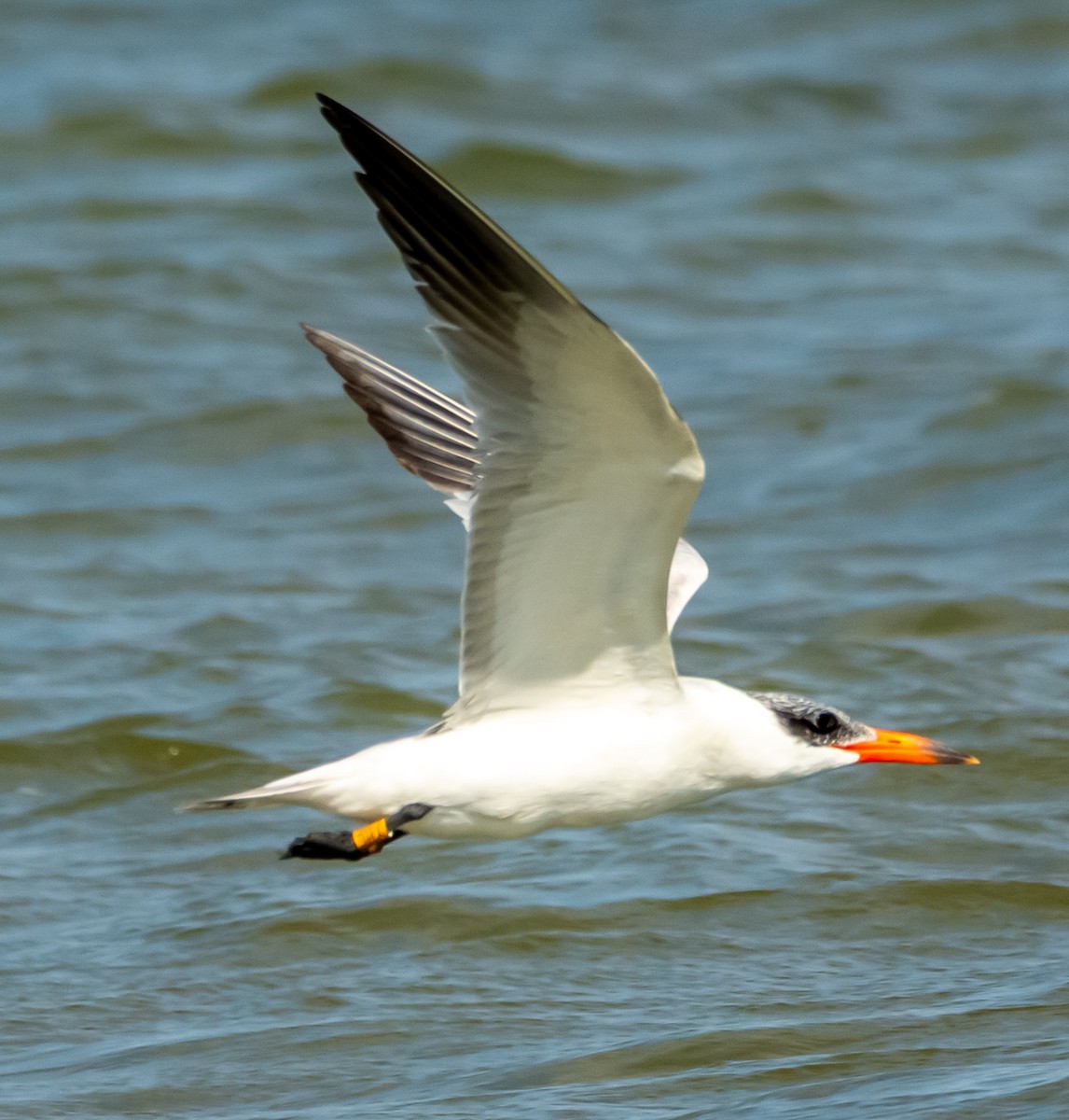 Caspian Tern - ML642421034