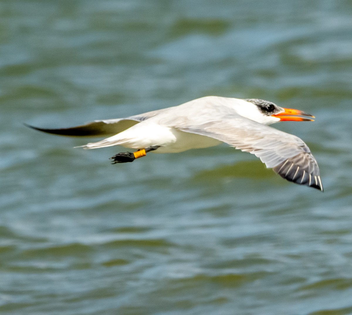Caspian Tern - ML642421036