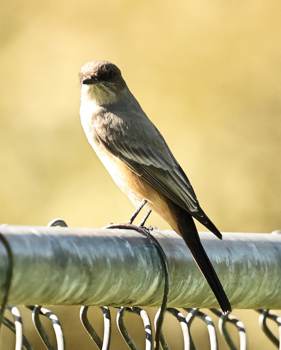 Say's Phoebe - ML642421054