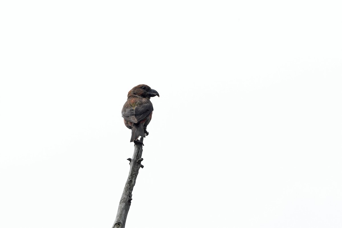 Red Crossbill (Dalat) - ML642421061