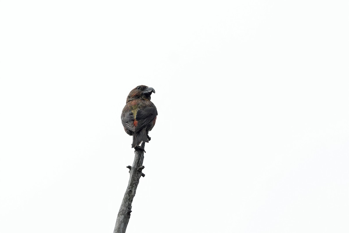Red Crossbill (Dalat) - ML642421062