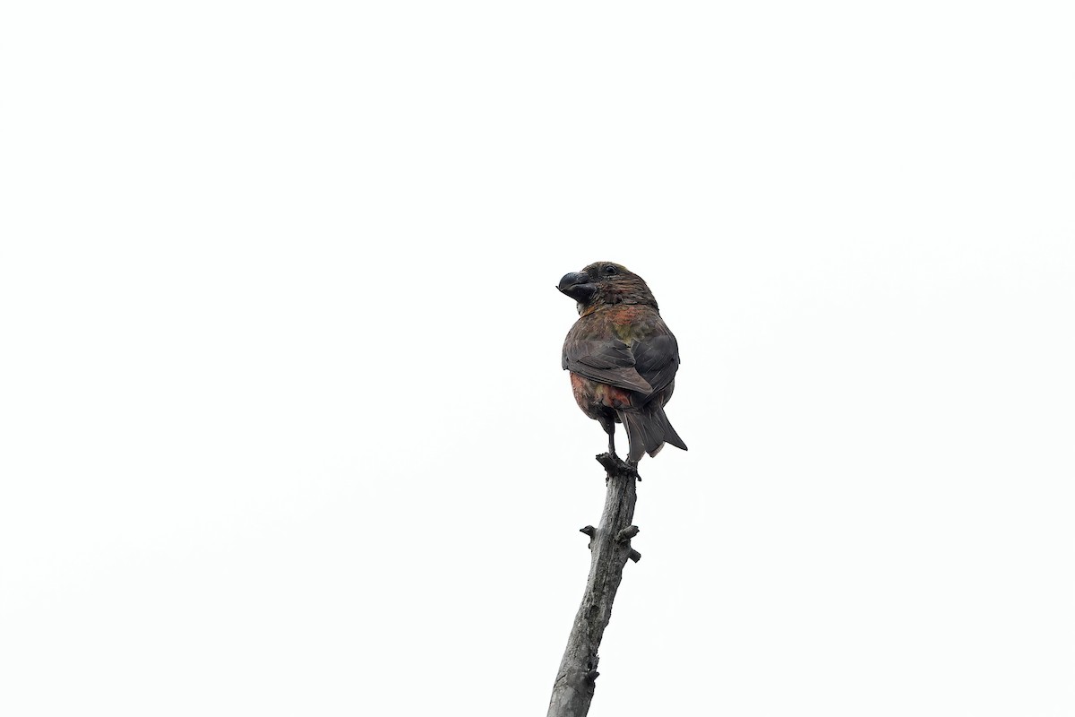 Red Crossbill (Dalat) - ML642421063