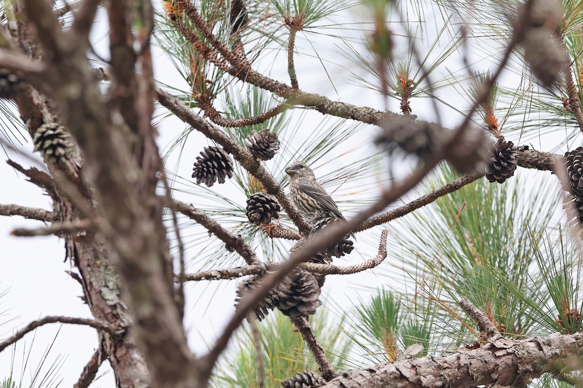 Red Crossbill (Dalat) - ML642421065