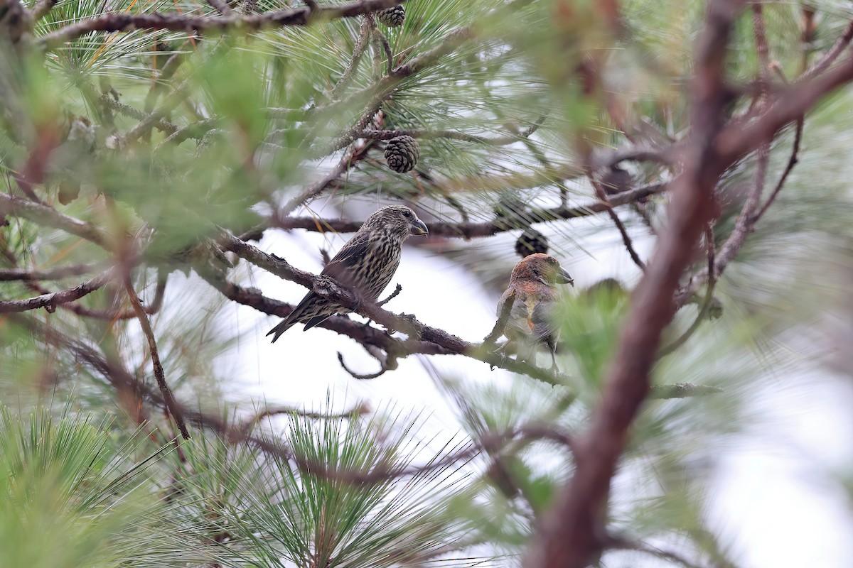 Red Crossbill (Dalat) - ML642421066
