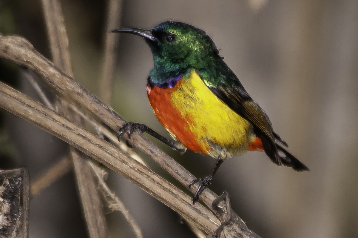 Regal Sunbird - ML642421076
