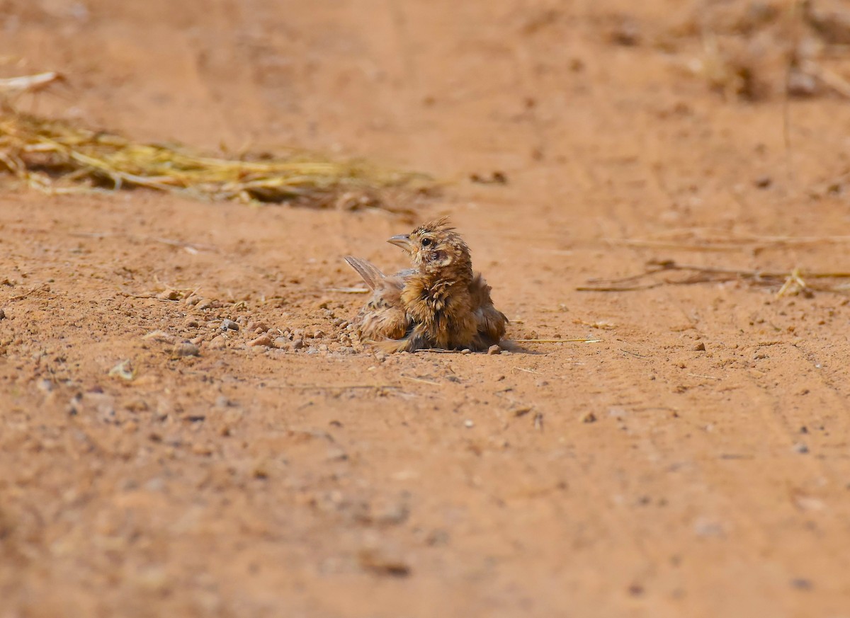 Indian Bushlark - ML642421077