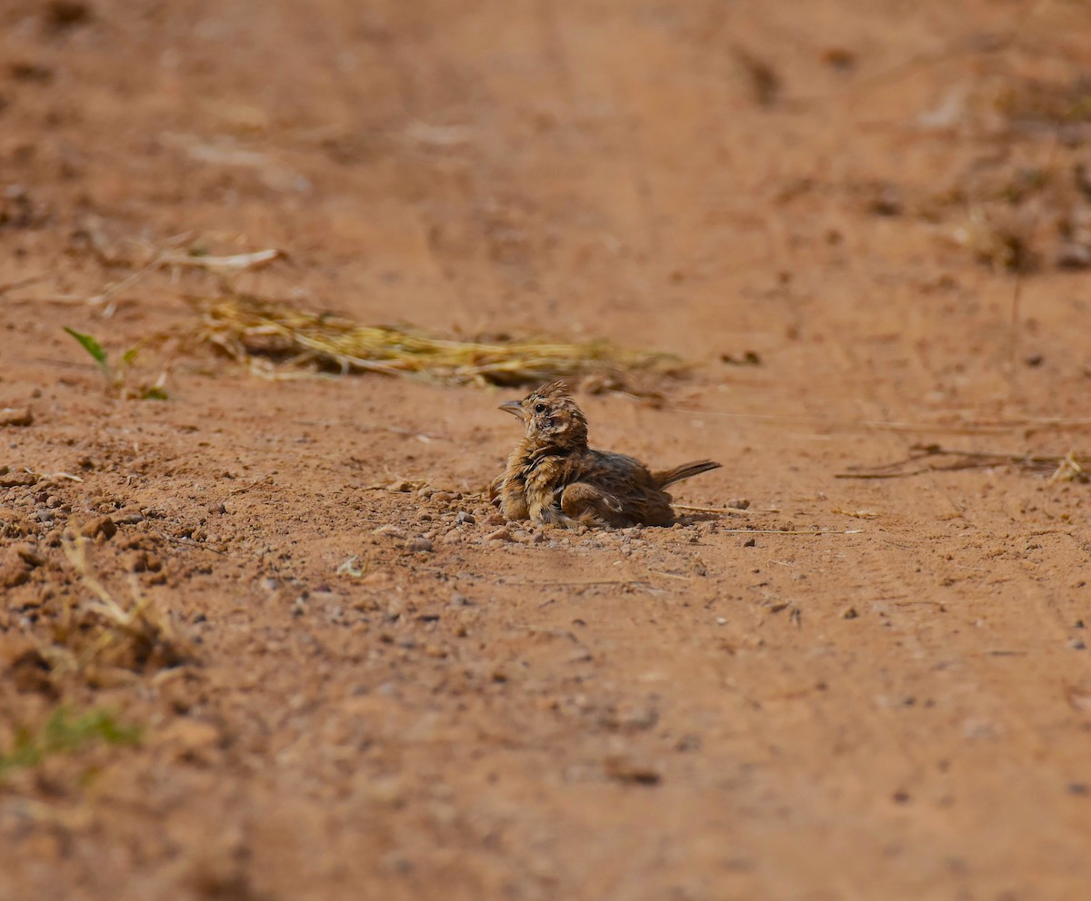 Indian Bushlark - ML642421078