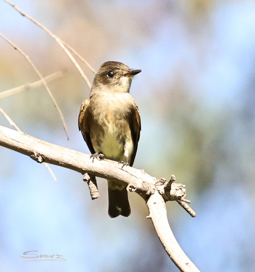 Western Wood-Pewee - ML642421079