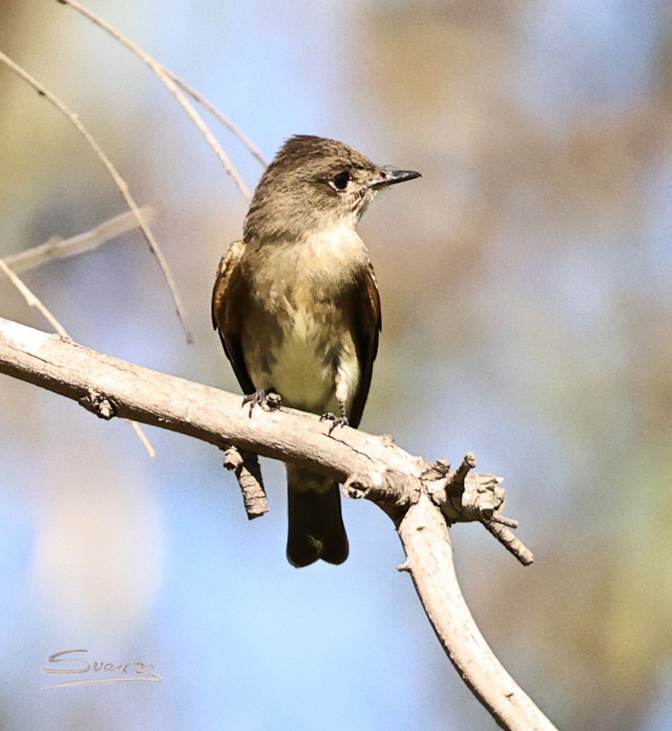 Western Wood-Pewee - ML642421081