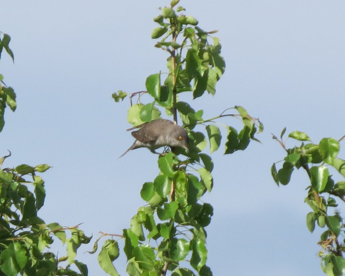 Barred Warbler - ML642421088