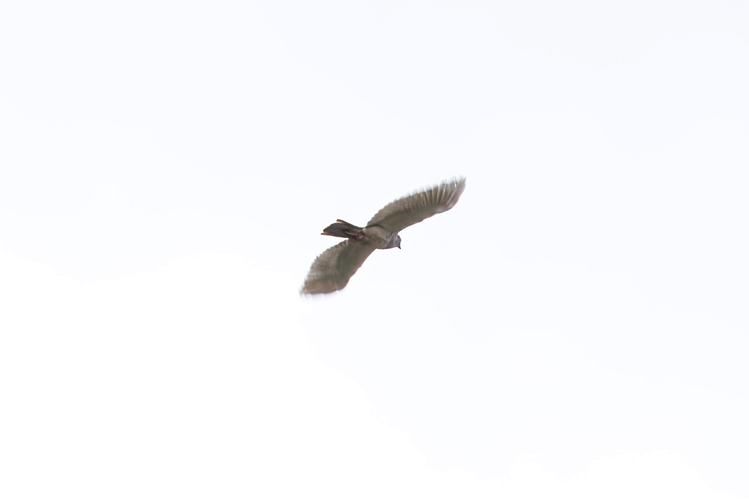 Gray Goshawk - ML642421111