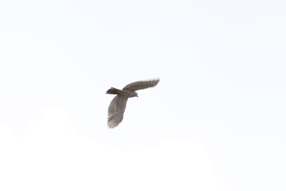 Gray Goshawk - ML642421113