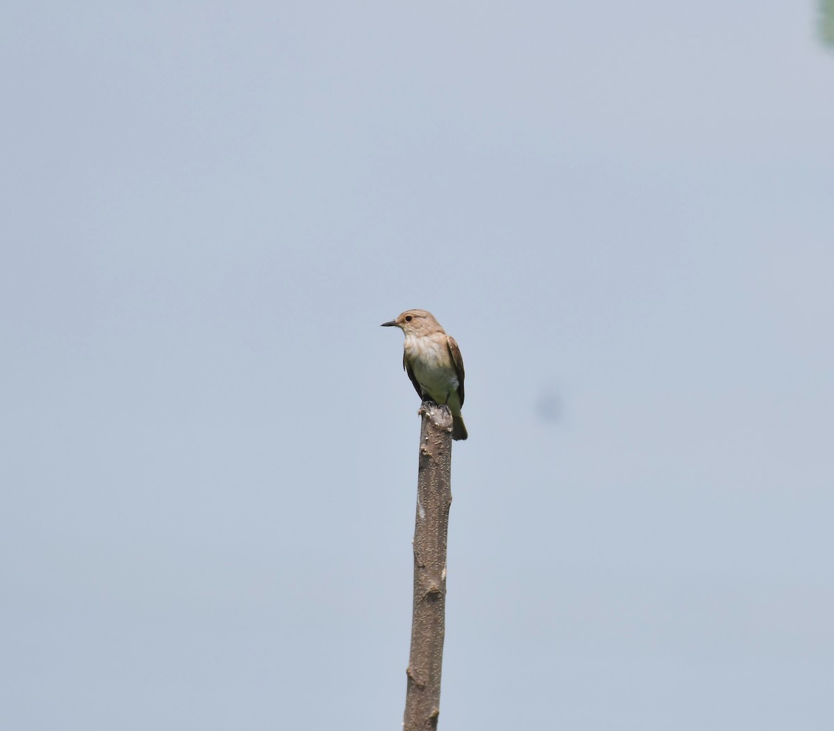 Spotted Flycatcher - ML642421141