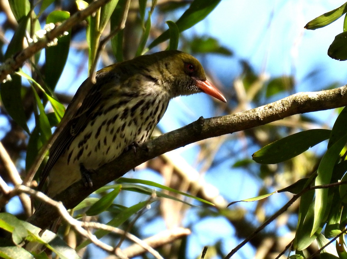 Olive-backed Oriole - ML642421158