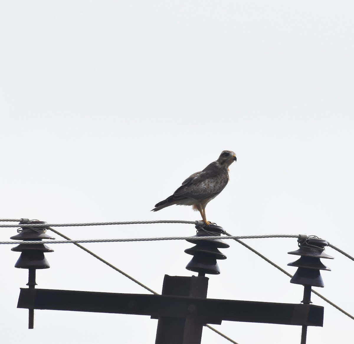 White-eyed Buzzard - ML642421169