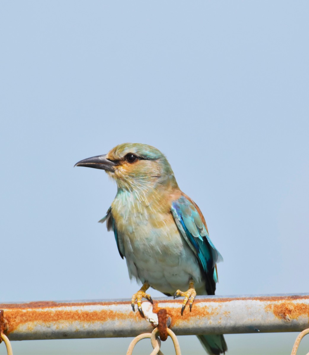 European Roller - ML642421176