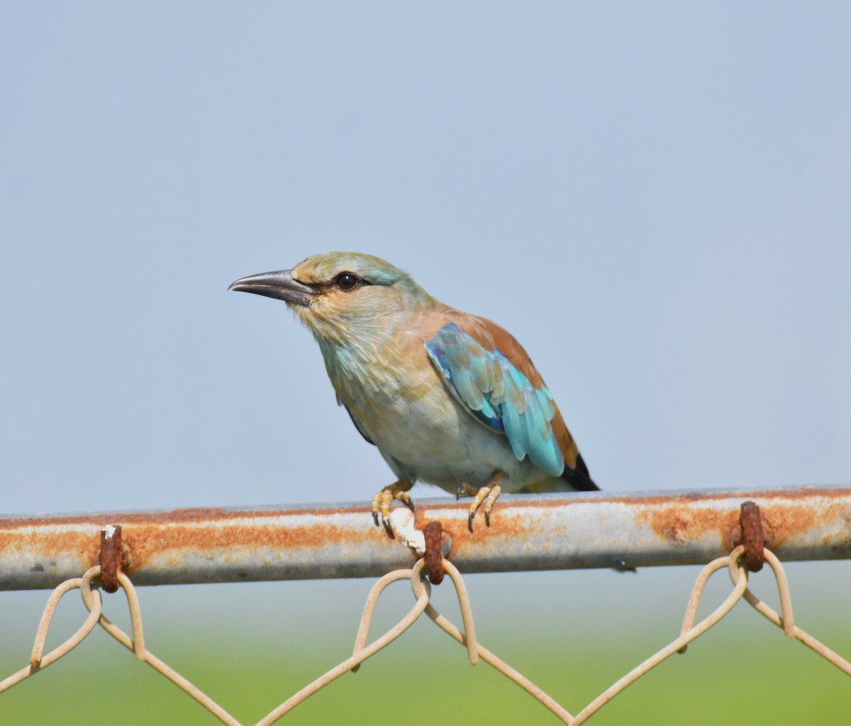 European Roller - ML642421177