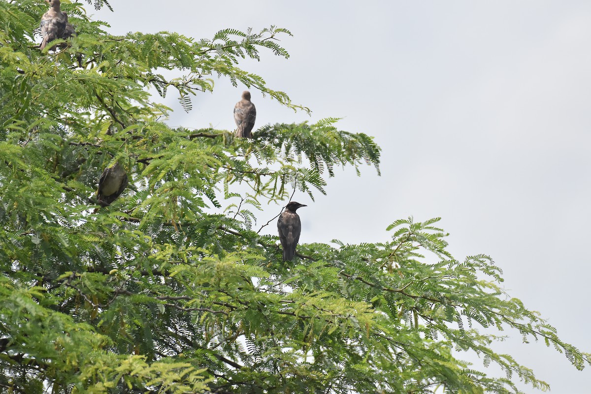 Rosy Starling - ML642421188