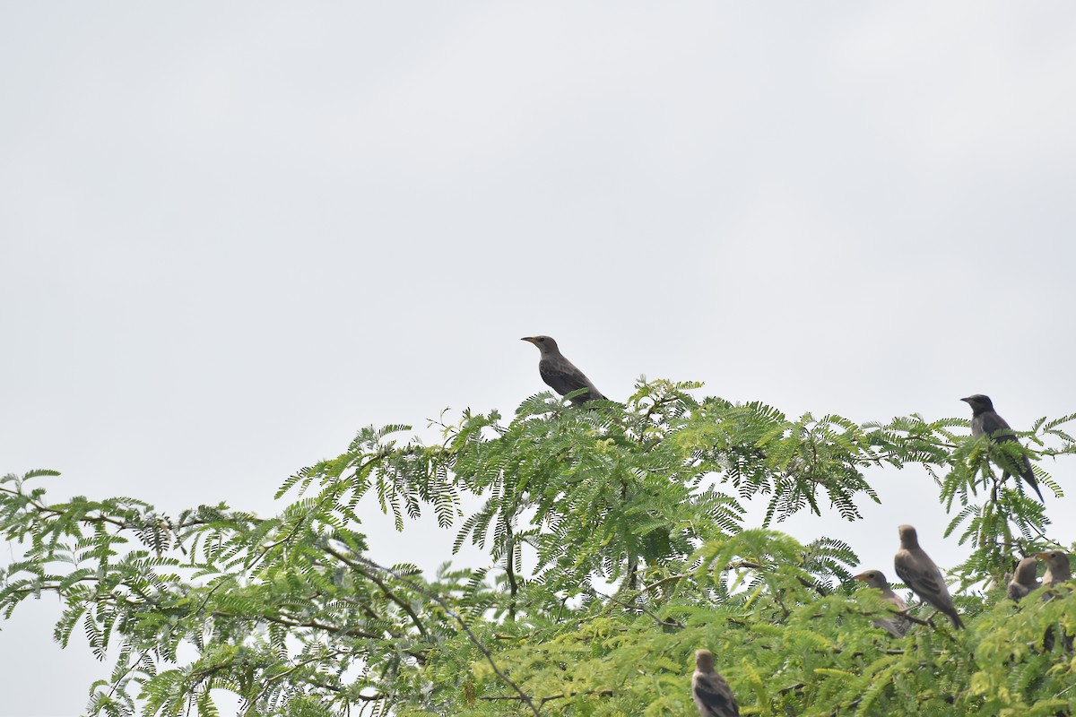 Rosy Starling - ML642421189