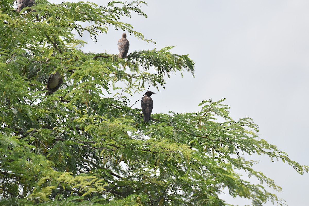 Rosy Starling - ML642421190