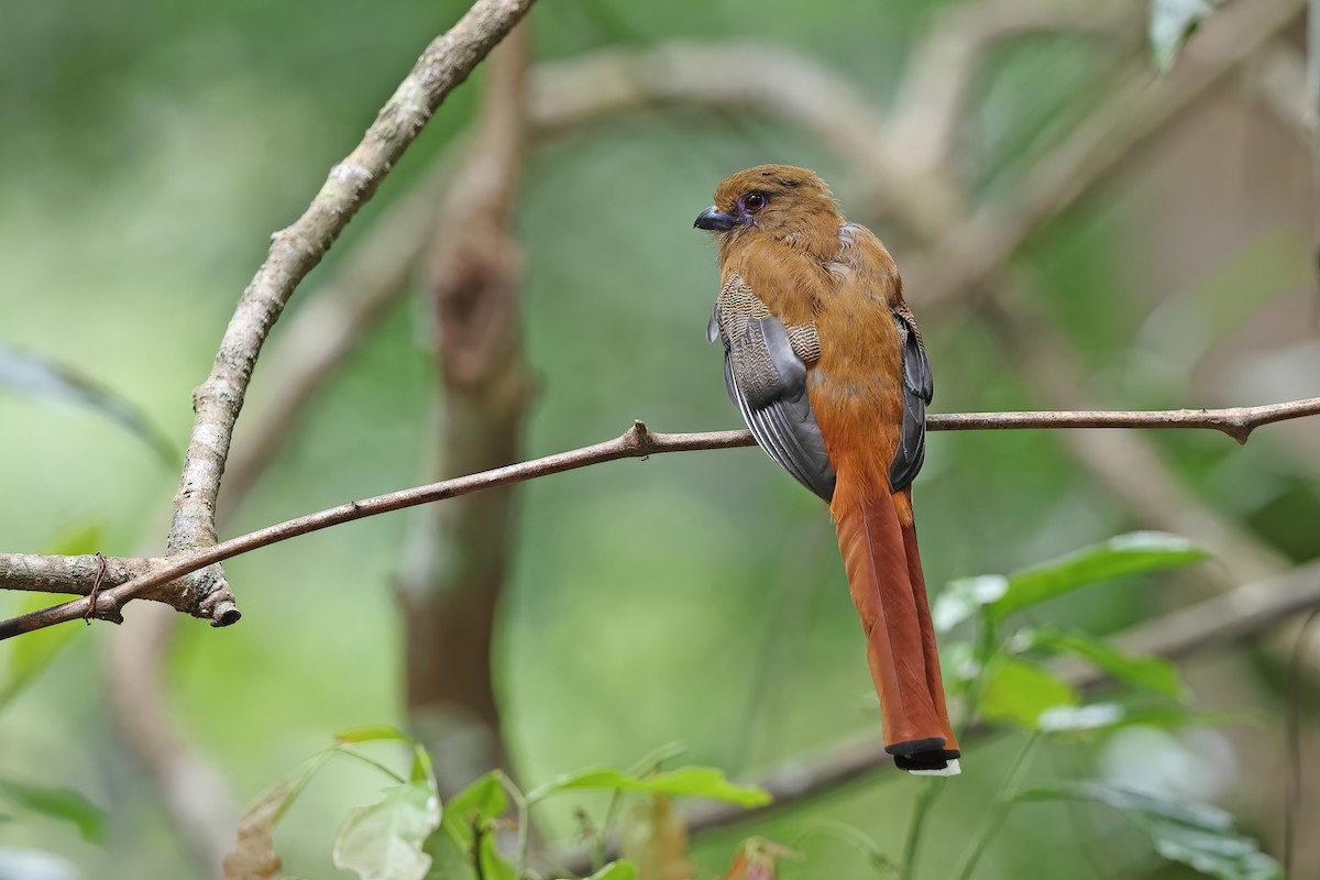 Red-headed Trogon - ML642421204