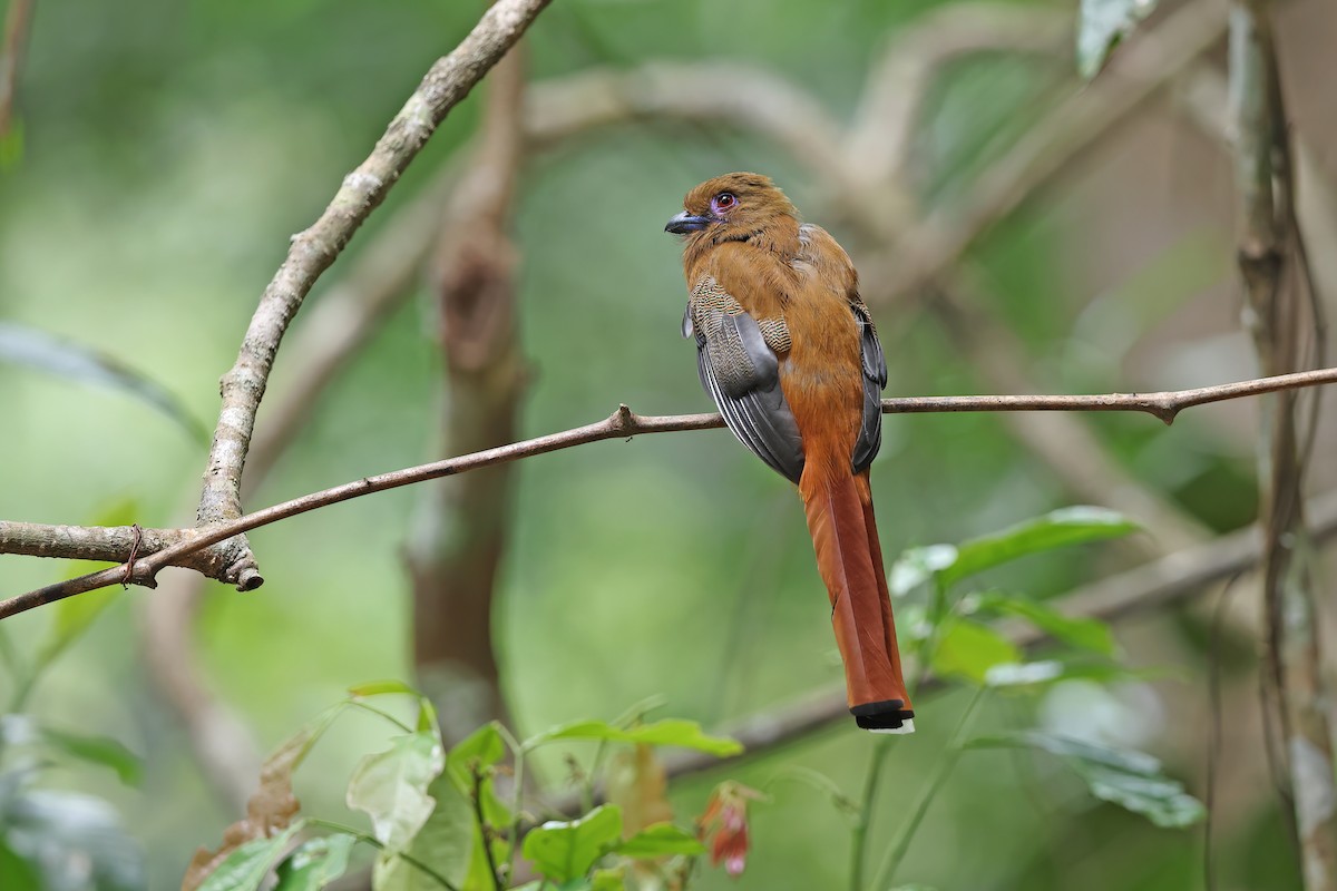 Red-headed Trogon - ML642421205