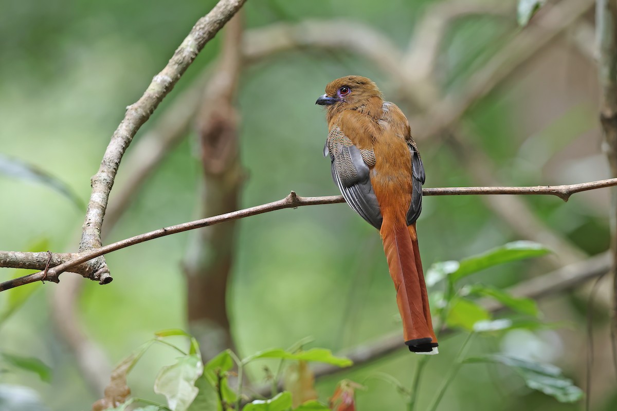 Red-headed Trogon - ML642421206