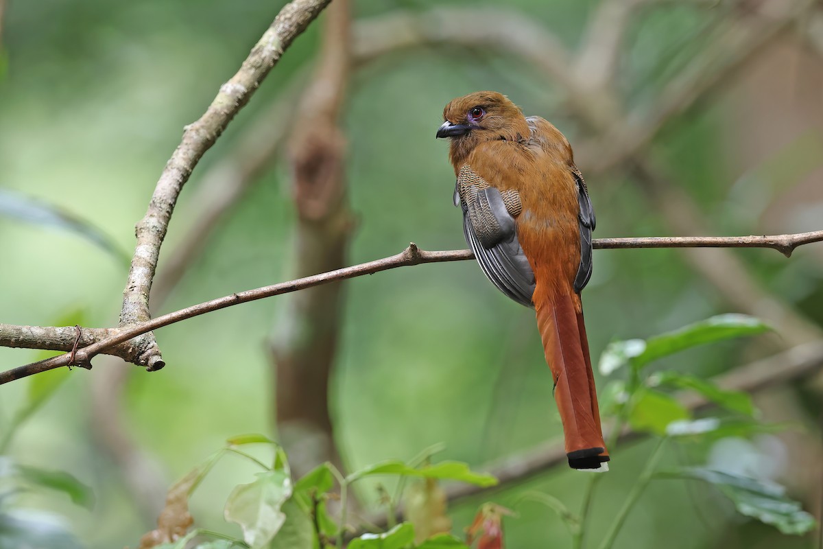 Red-headed Trogon - ML642421207