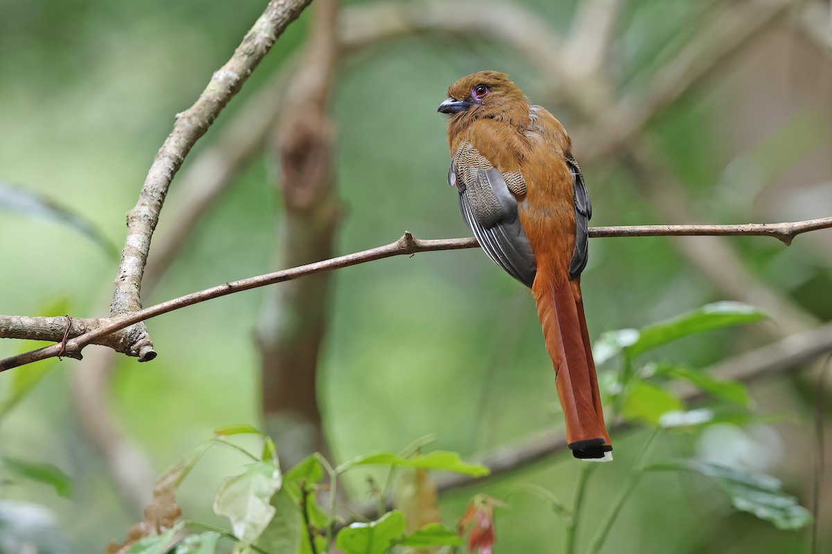 Red-headed Trogon - ML642421208