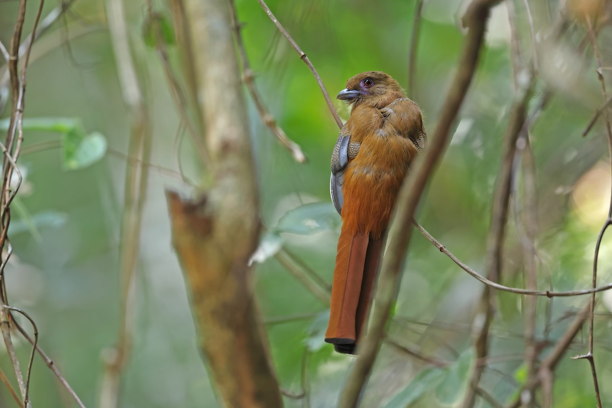 Red-headed Trogon - ML642421209