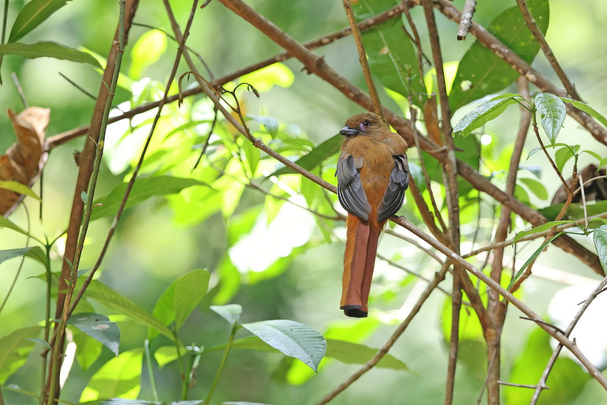 Red-headed Trogon - ML642421210