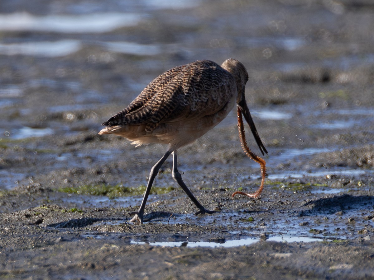 Marbled Godwit - ML642421213