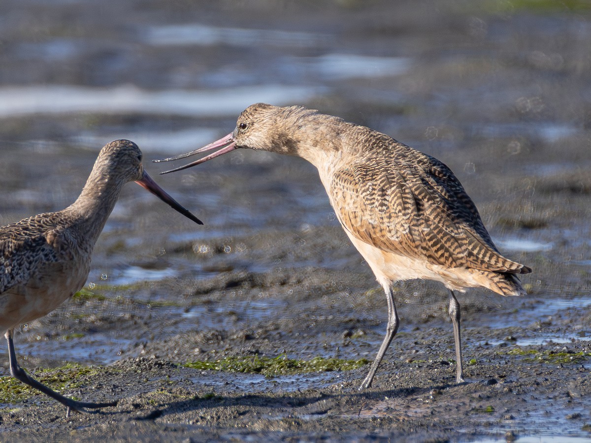 Marbled Godwit - ML642421214
