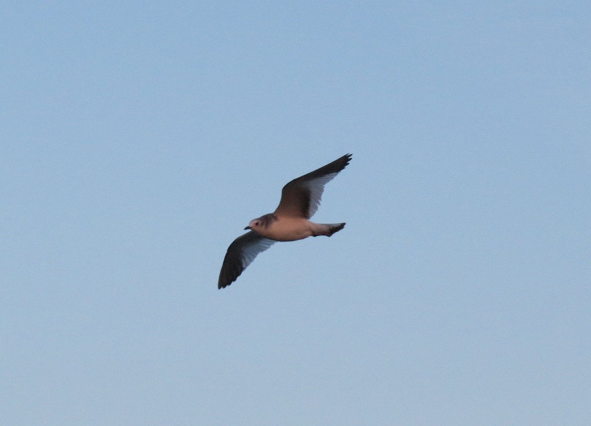 Sabine's Gull - ML642421221